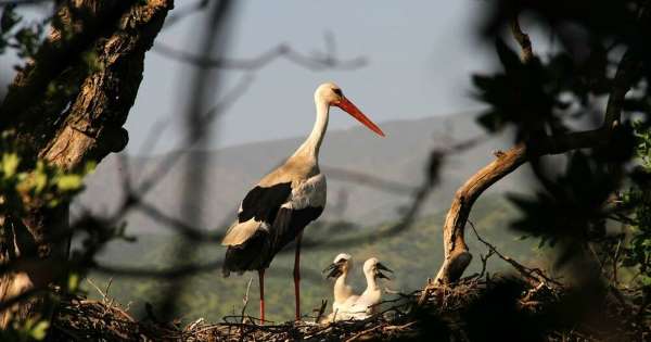 storks